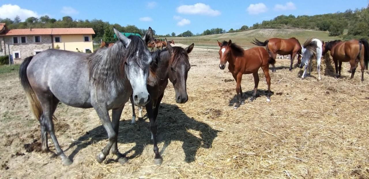 Séjour à la ferme Il Moro Gubbio