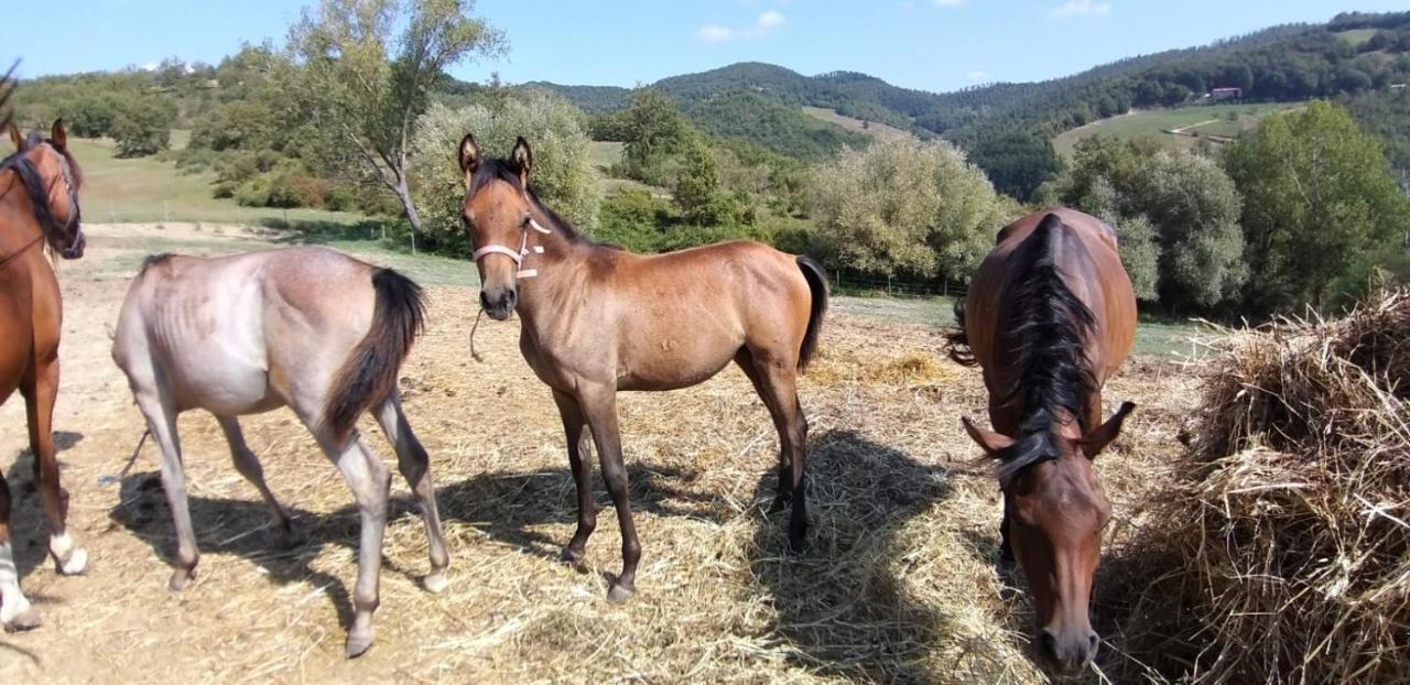 Alloggio per agriturismo Il Moro Gubbio