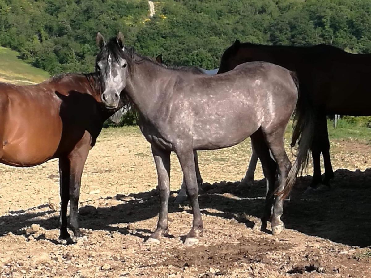 Il Moro Alloggio per agriturismo