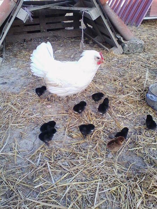 Il Moro Séjour à la ferme