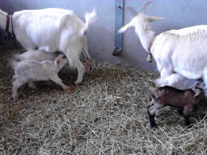 Il Moro