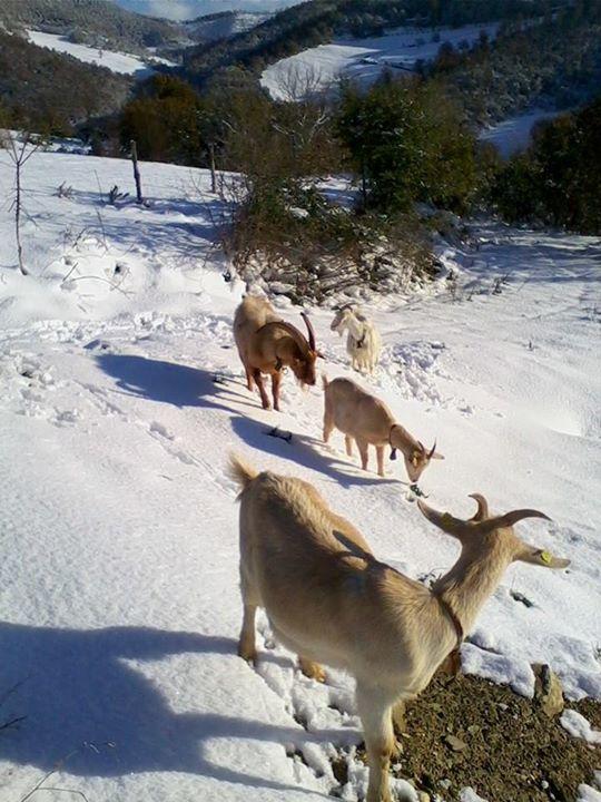 Alloggio per agriturismo Il Moro *