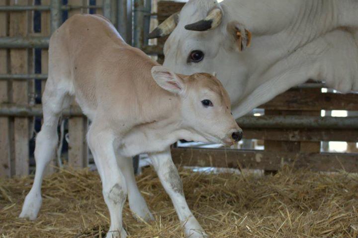 Séjour à la ferme Il Moro *