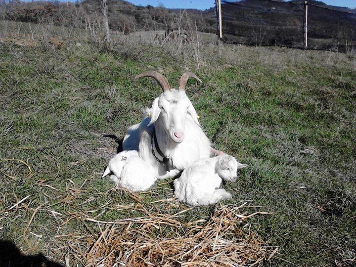 Il Moro Alloggio per agriturismo *