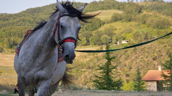 Il Moro