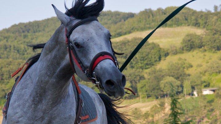 Il Moro Séjour à la ferme Gubbio