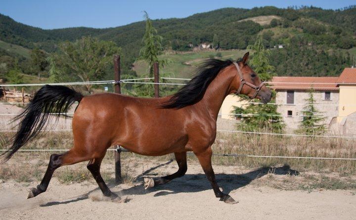 Il Moro Séjour à la ferme
