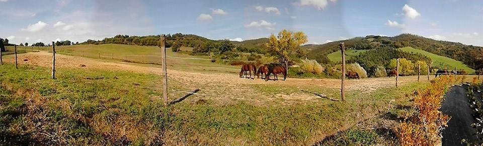 Il Moro *