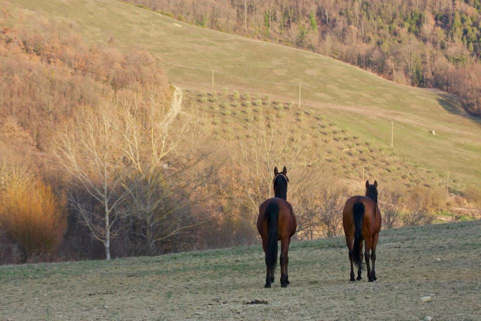 Séjour à la ferme Il Moro *